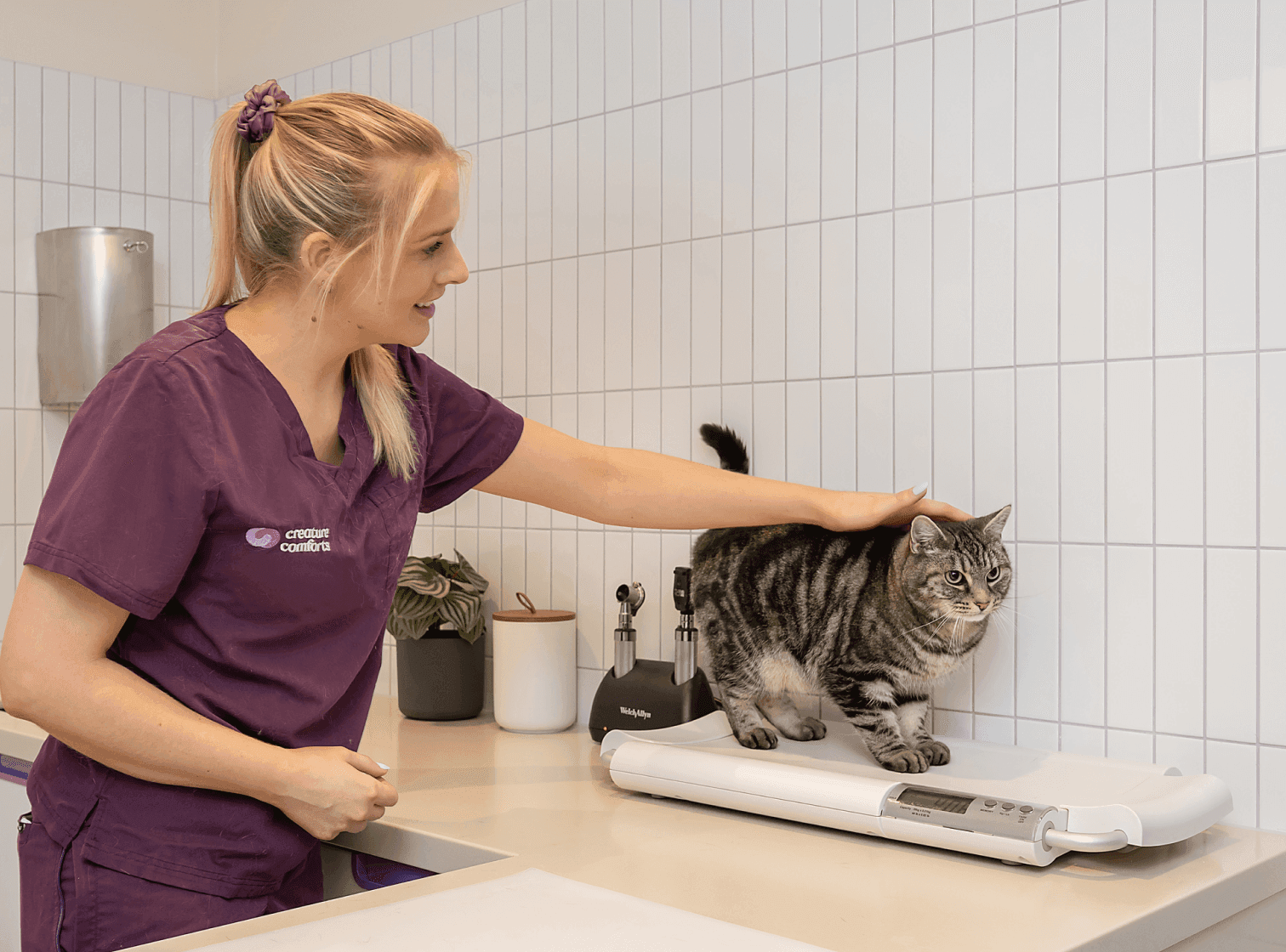 A veterinarian in purple scrubs pets a striped cat standing on a digital scale in a veterinary clinic.