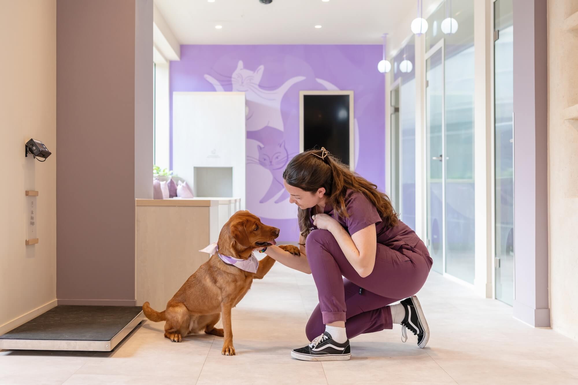 A vet in purple scrubs crouches to greet a brown dog wearing a purple bandana. They touch paws in a bright, modern clinic with cat-themed wall art.