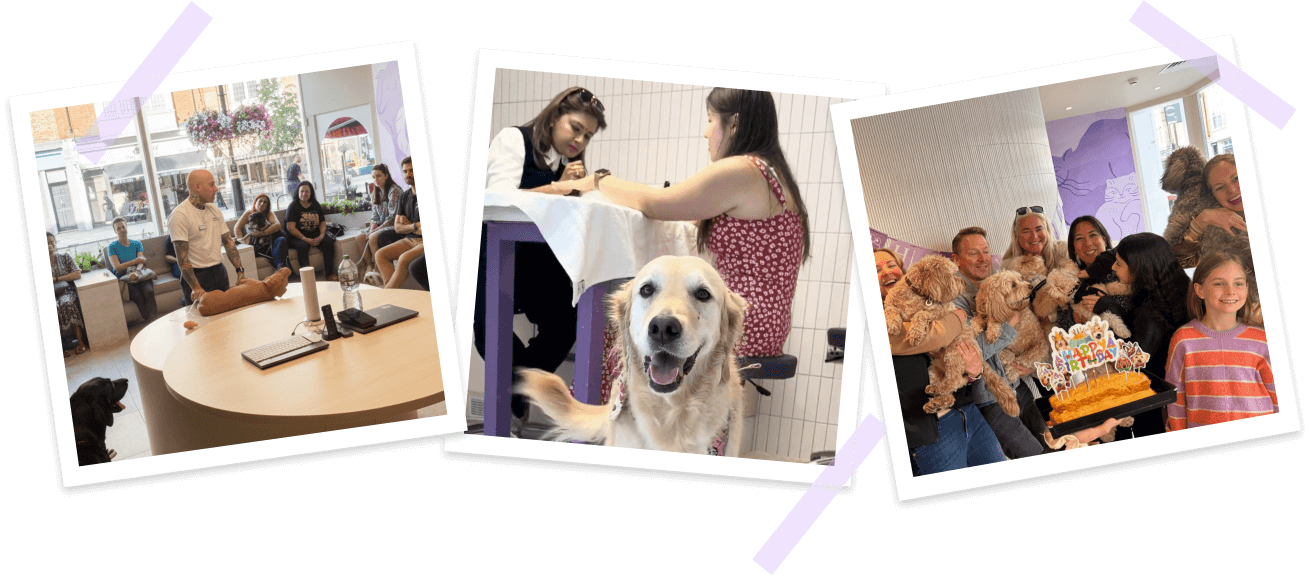 Three photos depict cheerful scenes. First: people and dogs in a bright room. Second: a smiling dog during grooming. Third: group with dogs celebrating a birthday.